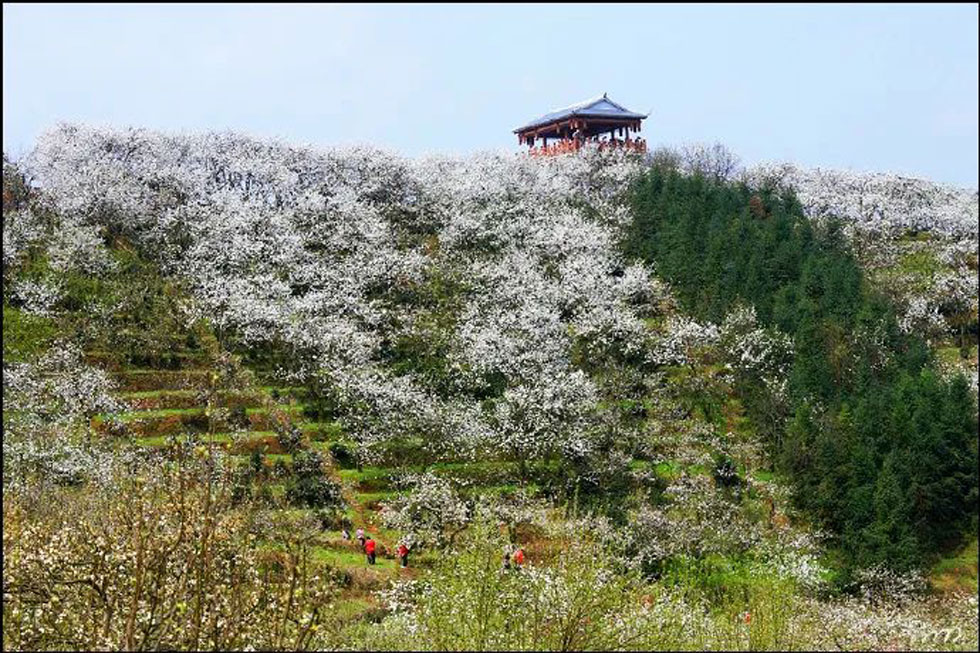 【春天，广西桂林灌阳县向您发出邀请！】我们在灌阳看梨花 - 游山玩水 - 白城生活社区 - 白城28生活网 bc.28life.net