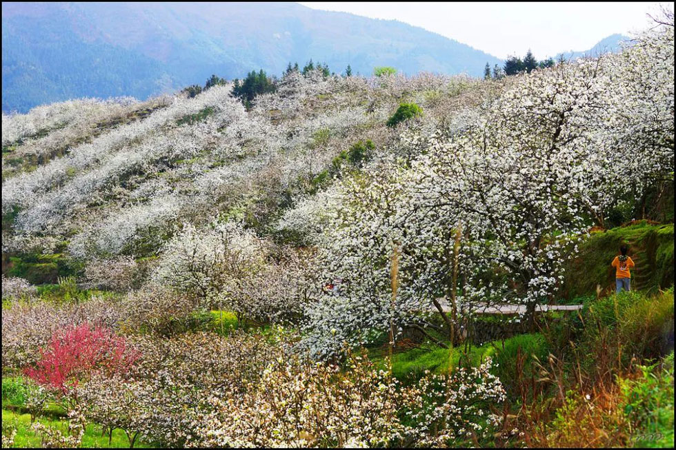 【春天，广西桂林灌阳县向您发出邀请！】我们在灌阳看梨花 - 游山玩水 - 白城生活社区 - 白城28生活网 bc.28life.net