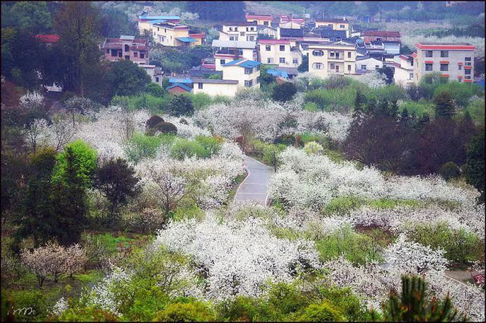 【春天，广西桂林灌阳县向您发出邀请！】我们在灌阳看梨花 - 游山玩水 - 白城生活社区 - 白城28生活网 bc.28life.net