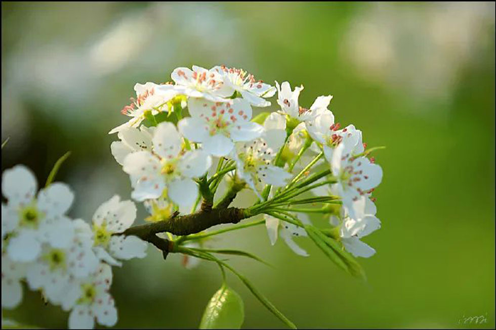 【春天，广西桂林灌阳县向您发出邀请！】我们在灌阳看梨花 - 游山玩水 - 白城生活社区 - 白城28生活网 bc.28life.net