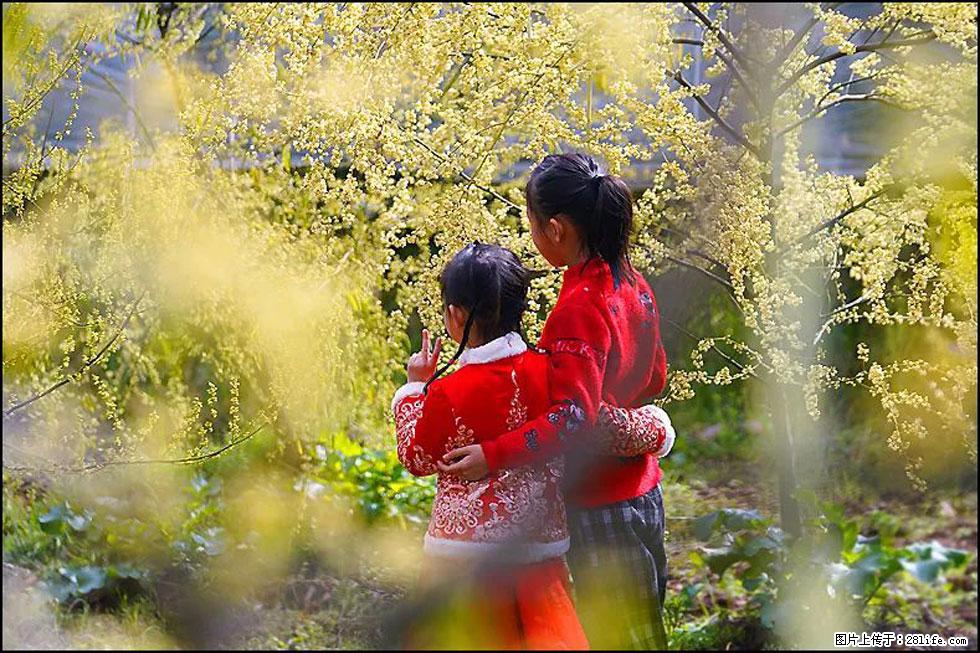 【春天，广西桂林灌阳县向您发出邀请！】米珠山前有片山苍子花在飘香 - 游山玩水 - 白城生活社区 - 白城28生活网 bc.28life.net