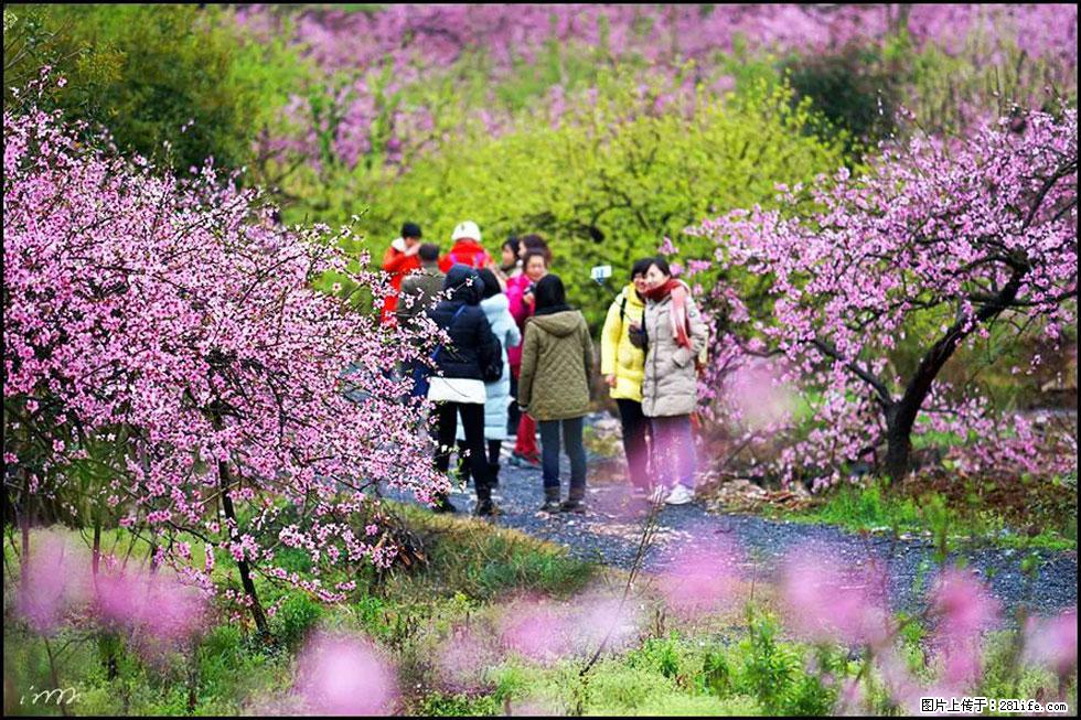 【春天，广西桂林灌阳县向您发出邀请！】官庄村有个醉美的桃花园 - 游山玩水 - 白城生活社区 - 白城28生活网 bc.28life.net