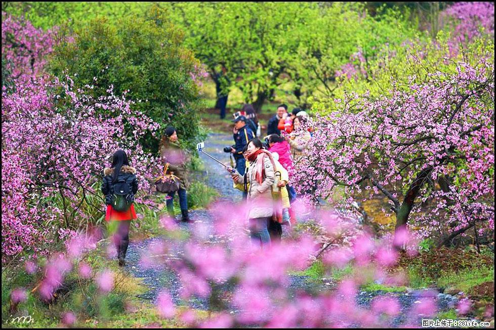 【春天，广西桂林灌阳县向您发出邀请！】官庄村有个醉美的桃花园 - 游山玩水 - 白城生活社区 - 白城28生活网 bc.28life.net