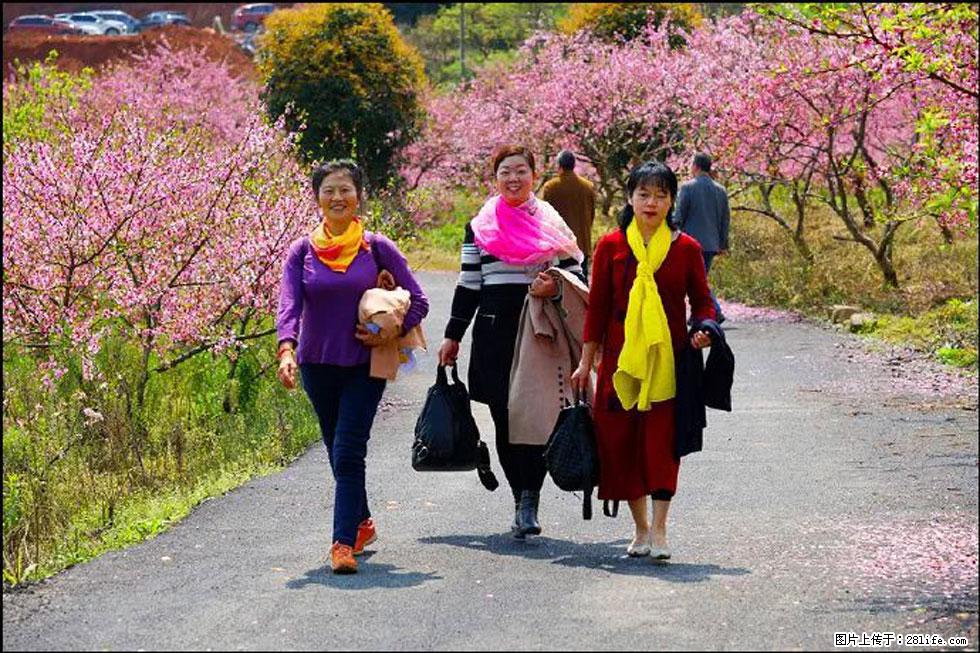 【春天，广西桂林灌阳县向您发出邀请！】官庄村有个醉美的桃花园 - 游山玩水 - 白城生活社区 - 白城28生活网 bc.28life.net