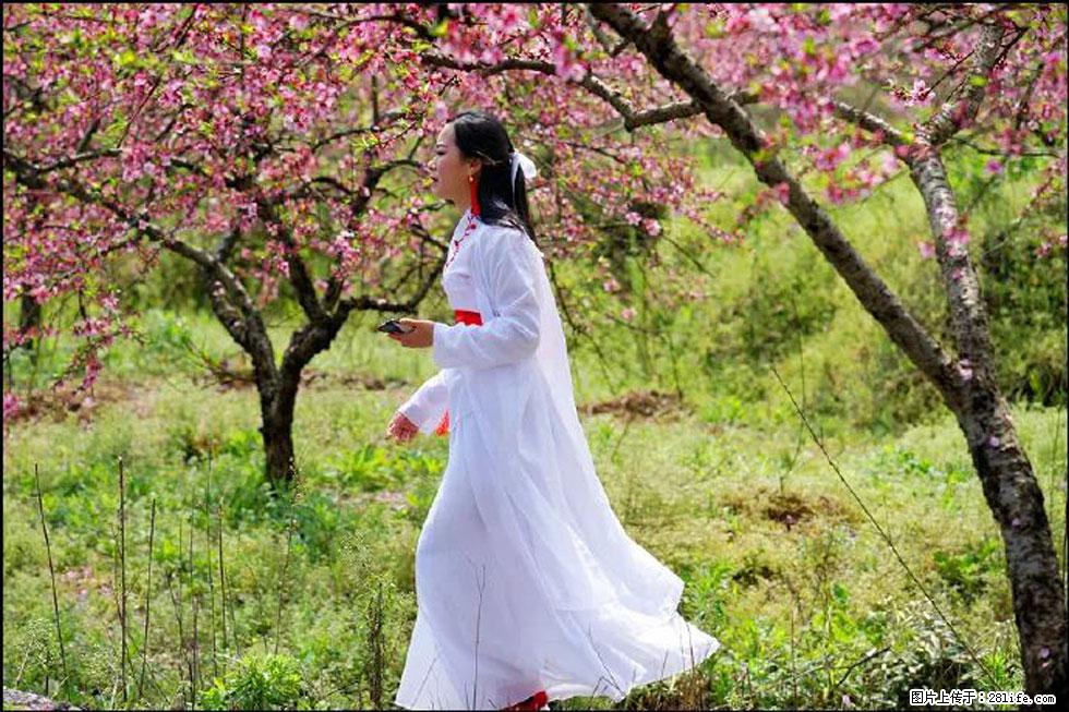 【春天，广西桂林灌阳县向您发出邀请！】官庄村有个醉美的桃花园 - 游山玩水 - 白城生活社区 - 白城28生活网 bc.28life.net