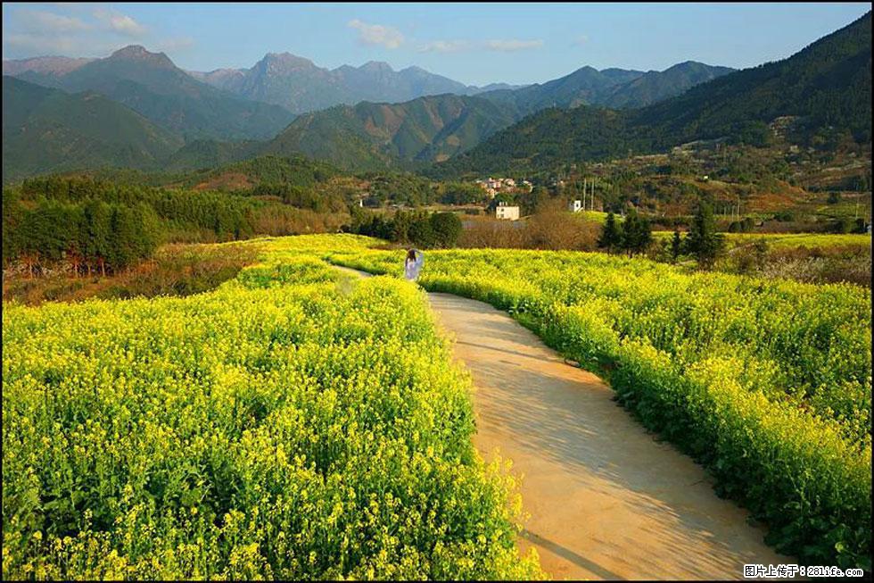【春天，广西桂林灌阳县向您发出邀请！】长坪村油菜盛情花开 - 游山玩水 - 白城生活社区 - 白城28生活网 bc.28life.net