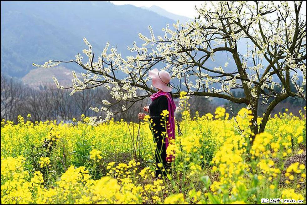 【春天，广西桂林灌阳县向您发出邀请！】长坪村油菜盛情花开 - 游山玩水 - 白城生活社区 - 白城28生活网 bc.28life.net
