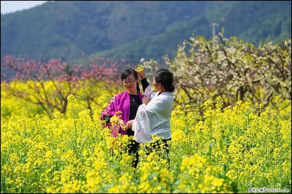 【春天，广西桂林灌阳县向您发出邀请！】长坪村油菜盛情花开 - 游山玩水 - 白城生活社区 - 白城28生活网 bc.28life.net