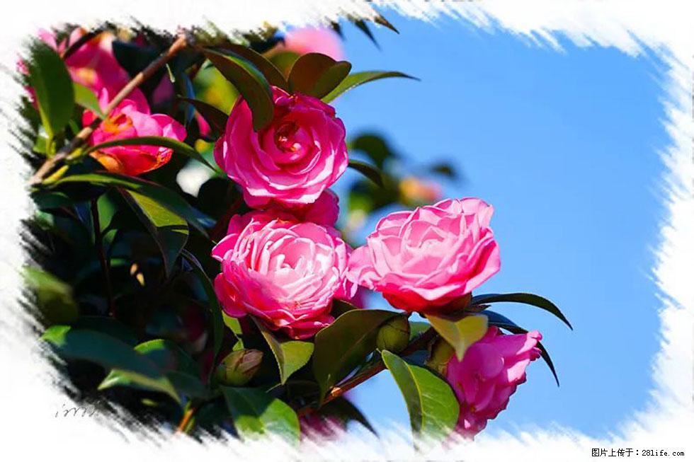 【春天，广西桂林灌阳县向您发出邀请！】杨柳井茶花惹人爱 - 游山玩水 - 白城生活社区 - 白城28生活网 bc.28life.net