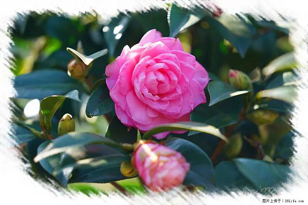 【春天，广西桂林灌阳县向您发出邀请！】杨柳井茶花惹人爱 - 游山玩水 - 白城生活社区 - 白城28生活网 bc.28life.net