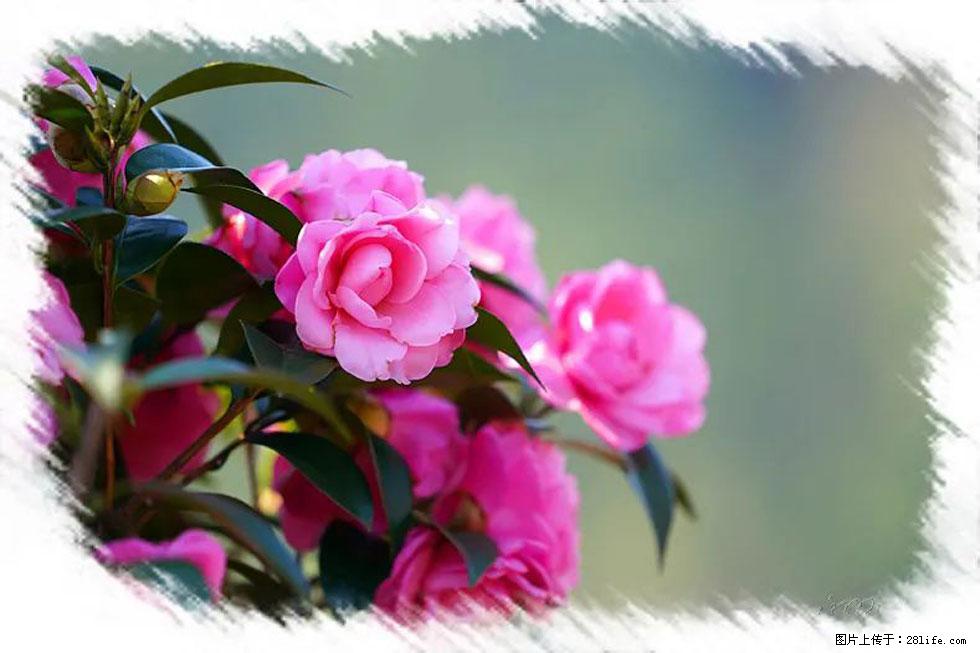【春天，广西桂林灌阳县向您发出邀请！】杨柳井茶花惹人爱 - 游山玩水 - 白城生活社区 - 白城28生活网 bc.28life.net