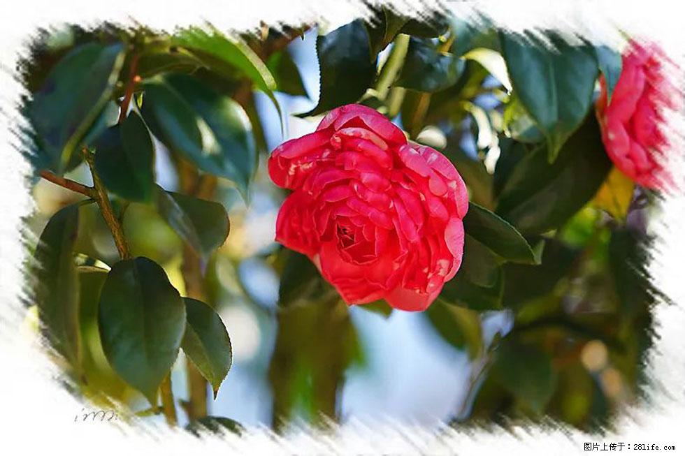 【春天，广西桂林灌阳县向您发出邀请！】杨柳井茶花惹人爱 - 游山玩水 - 白城生活社区 - 白城28生活网 bc.28life.net