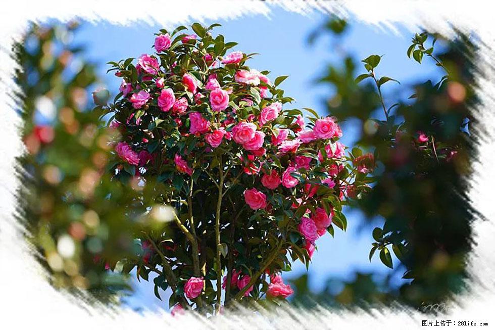 【春天，广西桂林灌阳县向您发出邀请！】杨柳井茶花惹人爱 - 游山玩水 - 白城生活社区 - 白城28生活网 bc.28life.net