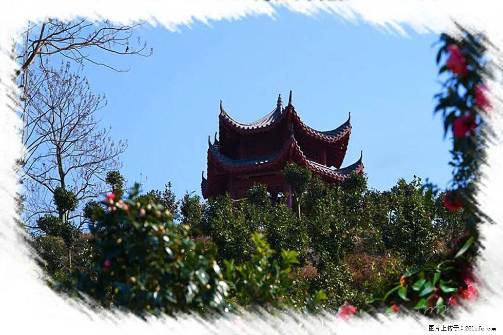 【春天，广西桂林灌阳县向您发出邀请！】杨柳井茶花惹人爱 - 游山玩水 - 白城生活社区 - 白城28生活网 bc.28life.net