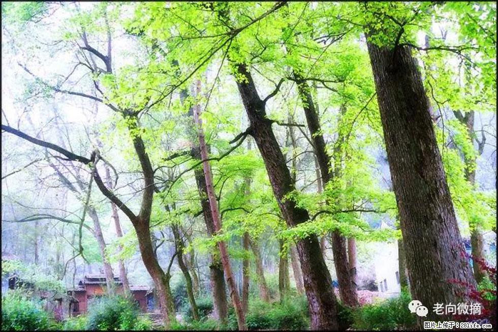 【春天，广西桂林灌阳县向您发出邀请！】在小龙村与春天约会 - 游山玩水 - 白城生活社区 - 白城28生活网 bc.28life.net