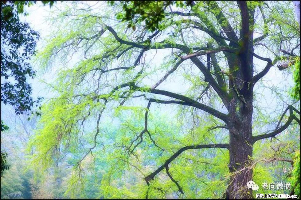 【春天，广西桂林灌阳县向您发出邀请！】在小龙村与春天约会 - 游山玩水 - 白城生活社区 - 白城28生活网 bc.28life.net