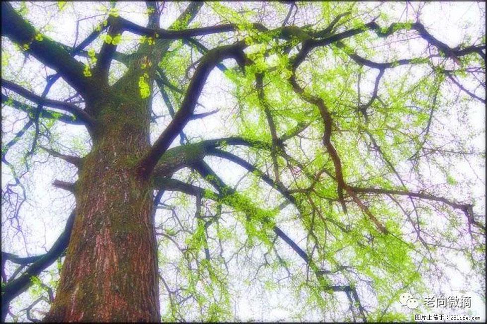 【春天，广西桂林灌阳县向您发出邀请！】在小龙村与春天约会 - 游山玩水 - 白城生活社区 - 白城28生活网 bc.28life.net