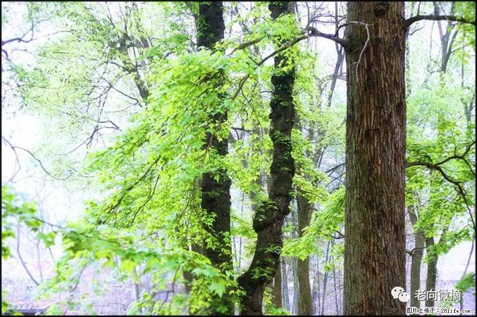 【春天，广西桂林灌阳县向您发出邀请！】在小龙村与春天约会 - 游山玩水 - 白城生活社区 - 白城28生活网 bc.28life.net