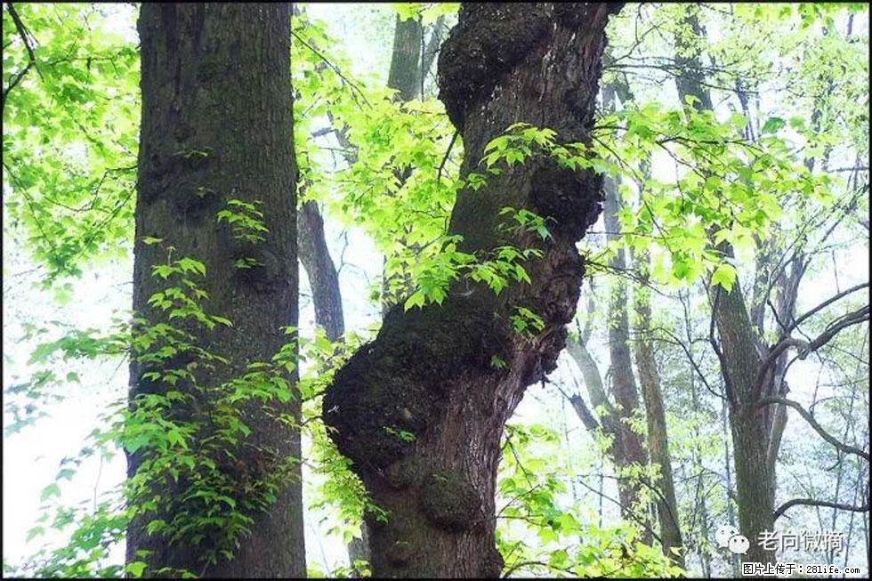 【春天，广西桂林灌阳县向您发出邀请！】在小龙村与春天约会 - 游山玩水 - 白城生活社区 - 白城28生活网 bc.28life.net