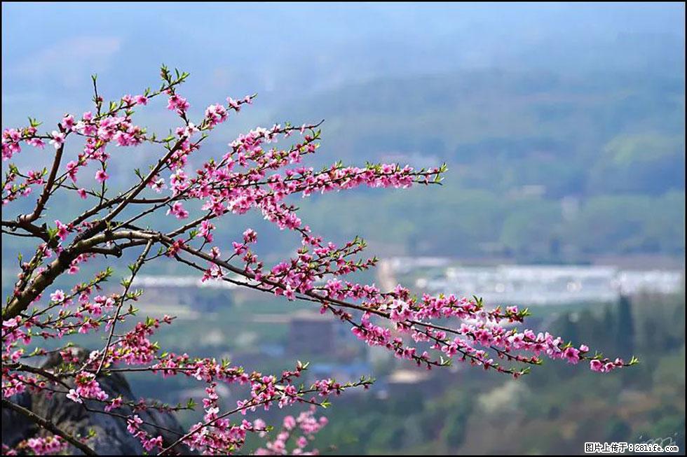 【春天，广西桂林灌阳县向您发出邀请！】望月岭上桃花开 - 游山玩水 - 白城生活社区 - 白城28生活网 bc.28life.net