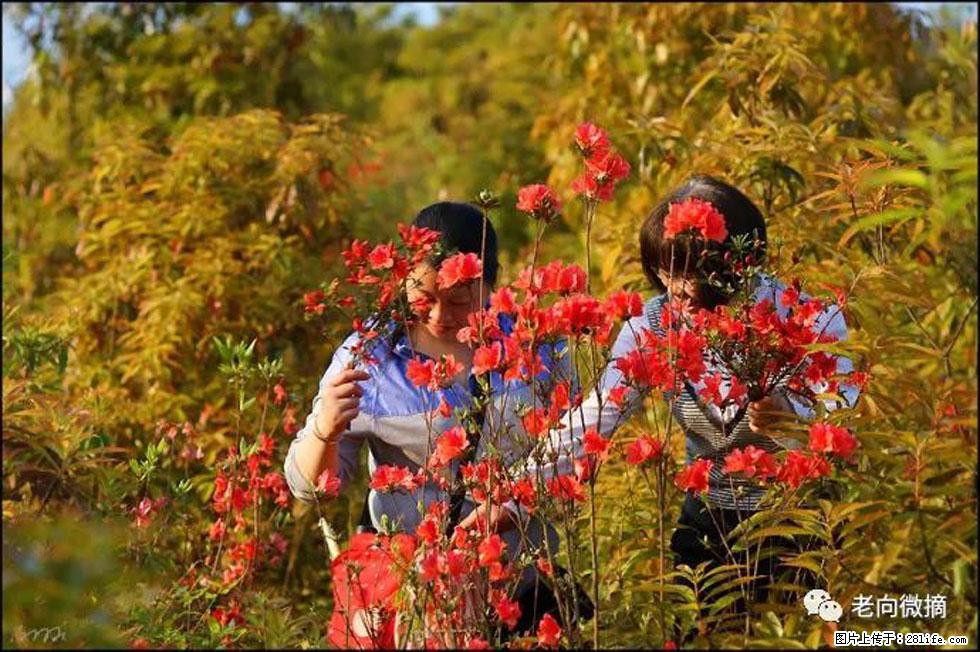 【春天，广西桂林灌阳县向您发出邀请！】登麒麟山，相约映山红 - 游山玩水 - 白城生活社区 - 白城28生活网 bc.28life.net