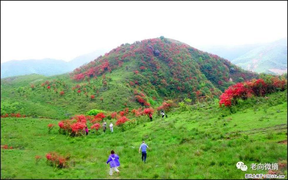 【春天，广西桂林灌阳县向您发出邀请！】宝盖山上映山红 - 游山玩水 - 白城生活社区 - 白城28生活网 bc.28life.net