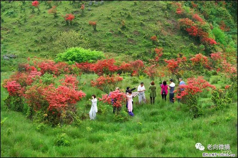 【春天，广西桂林灌阳县向您发出邀请！】宝盖山上映山红 - 游山玩水 - 白城生活社区 - 白城28生活网 bc.28life.net