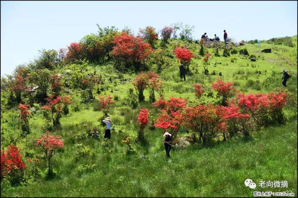 【春天，广西桂林灌阳县向您发出邀请！】宝盖山上映山红 - 游山玩水 - 白城生活社区 - 白城28生活网 bc.28life.net