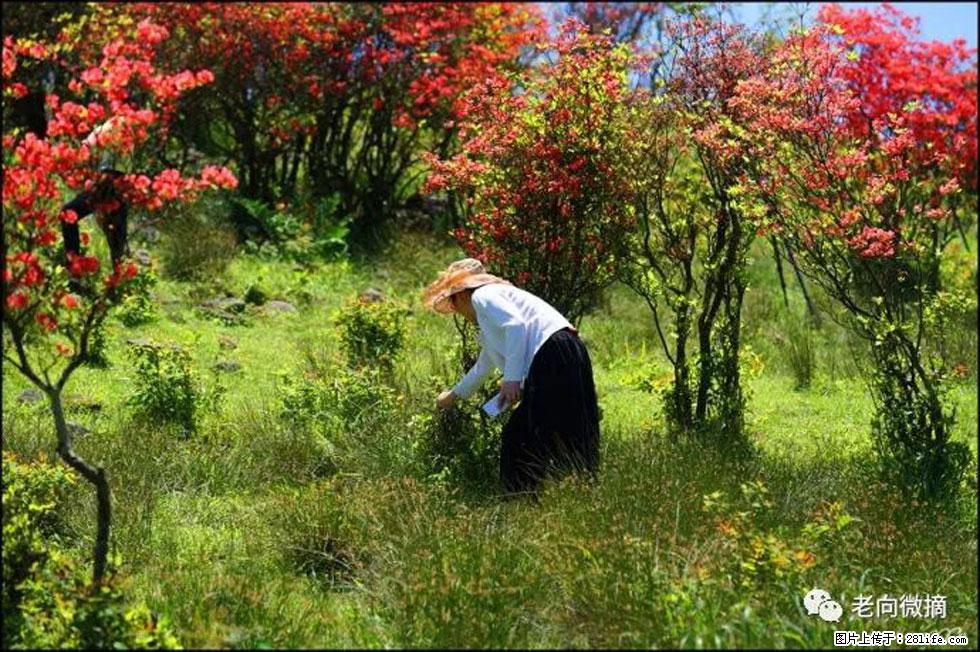 【春天，广西桂林灌阳县向您发出邀请！】宝盖山上映山红 - 游山玩水 - 白城生活社区 - 白城28生活网 bc.28life.net