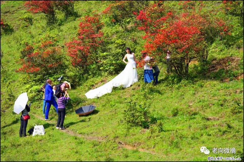 【春天，广西桂林灌阳县向您发出邀请！】宝盖山上映山红 - 游山玩水 - 白城生活社区 - 白城28生活网 bc.28life.net