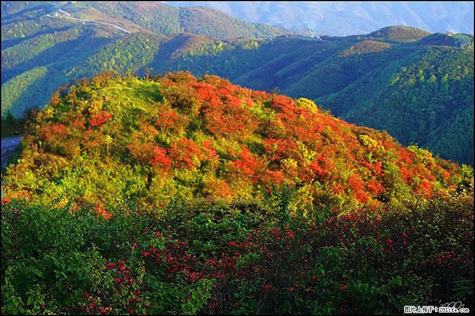 【春天，广西桂林灌阳县向您发出邀请！】春木界上映山红 - 游山玩水 - 白城生活社区 - 白城28生活网 bc.28life.net