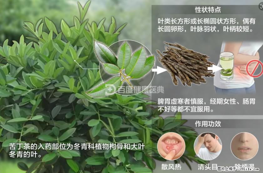 苦丁茶有哪些功效和作用 - 生活百科 - 白城生活社区 - 白城28生活网 bc.28life.net