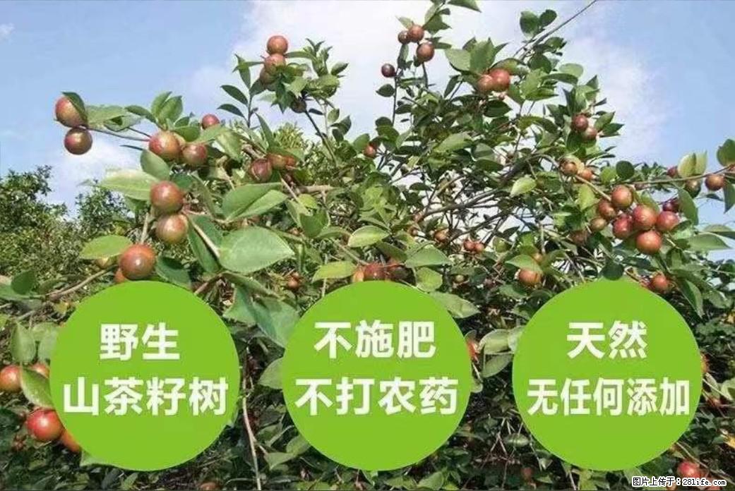【灌阳县油茶产业示范区】一个有着充实的精神生活的人，对待身外之物自会有一种淡泊的态度 - 美食天地 - 白城生活社区 - 白城28生活网 bc.28life.net