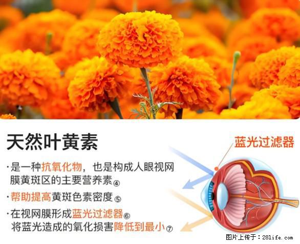 叶黄素有什么功效和作用 - 生活百科 - 白城生活社区 - 白城28生活网 bc.28life.net
