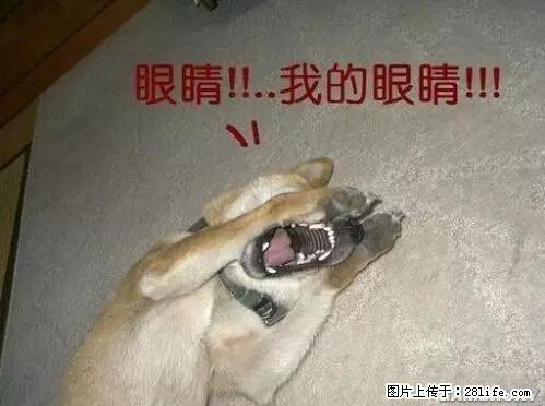 笑癫了！一女的怀孕三年未生，他终于忍不住了... - 娱乐八卦 - 白城生活社区 - 白城28生活网 bc.28life.net