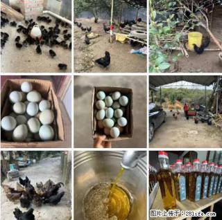 油茶园从小鸡仔开始养起的纯土鸡、土鸡蛋可以预定啦！还有前几天刚榨的纯山茶油哦 - 白城28生活网 bc.28life.net