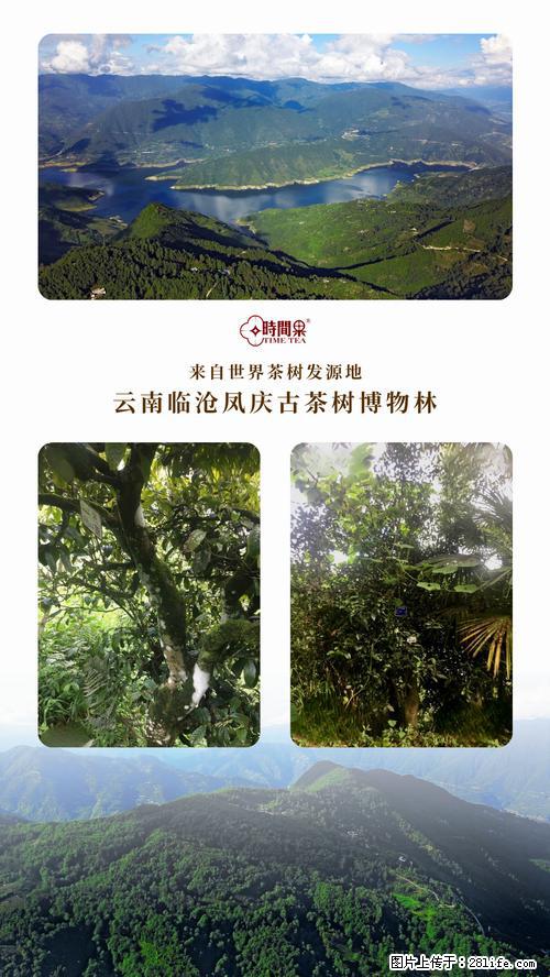 时间果百年古树2025年春红茶 - 购物交流 - 白城生活社区 - 白城28生活网 bc.28life.net