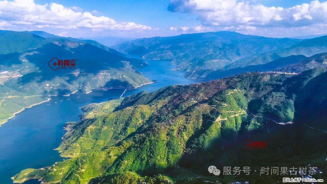 时间果百年古树龙珠普洱生茶 - 购物交流 - 白城生活社区 - 白城28生活网 bc.28life.net