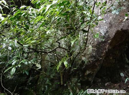 平乐石崖茶，珍贵仅次于金花茶 - 白城生活资讯 - 白城28生活网 bc.28life.net