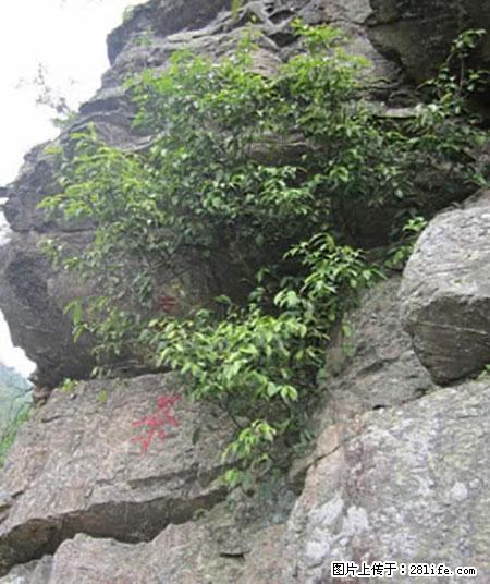 平乐石崖茶，珍贵仅次于金花茶 - 白城生活资讯 - 白城28生活网 bc.28life.net