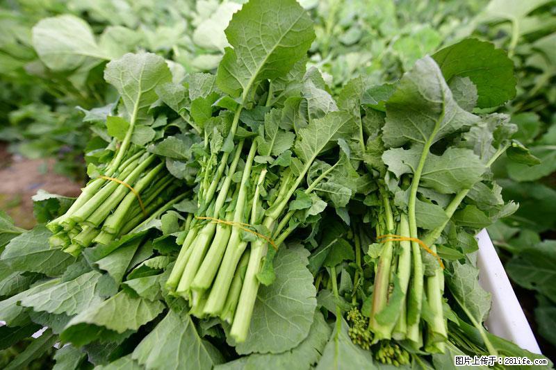 这些蔬菜是“天然钙片”，这6种被医生重点推荐 - 白城生活资讯 - 白城28生活网 bc.28life.net